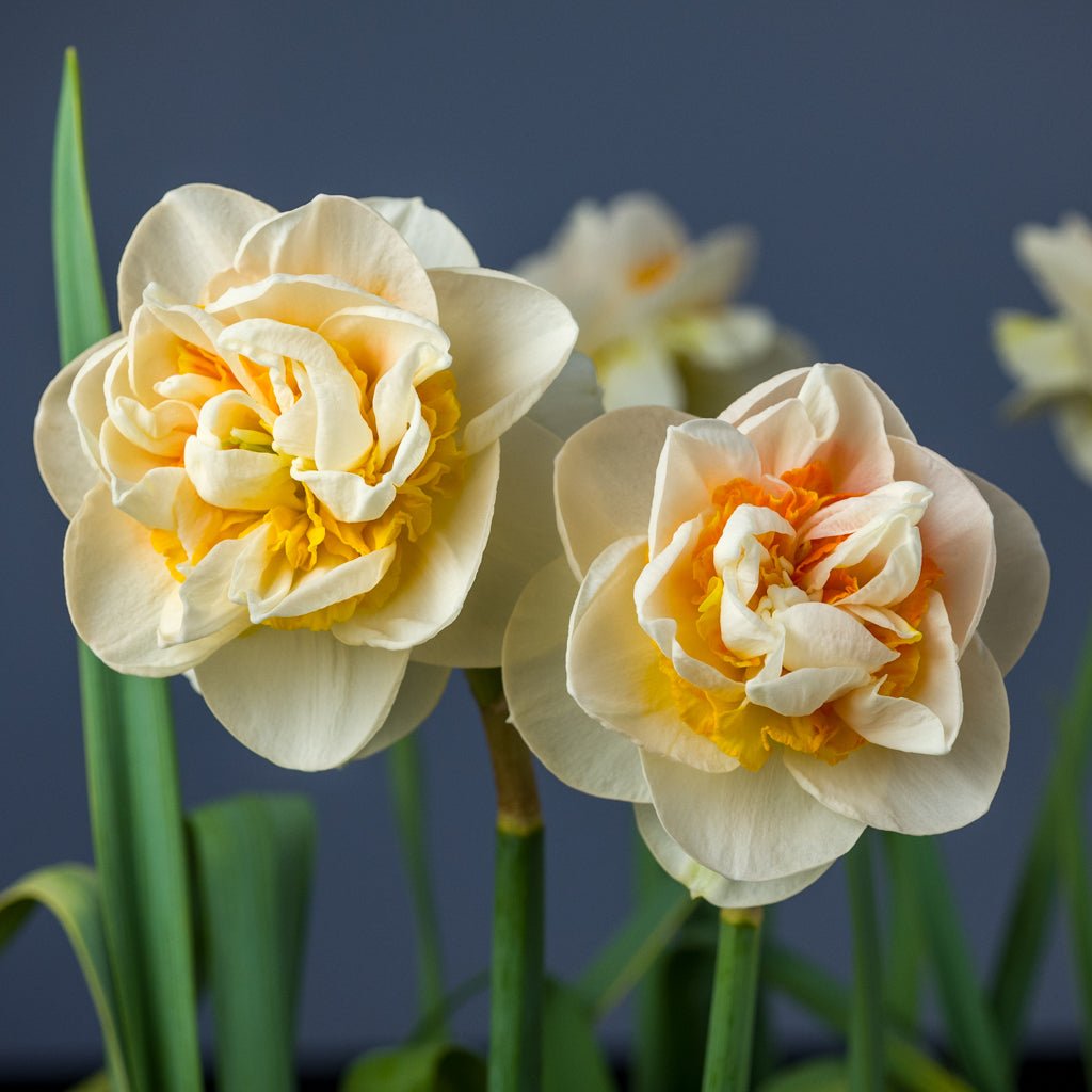 Rongoiti Gem - Special Narcissus - Fluwel