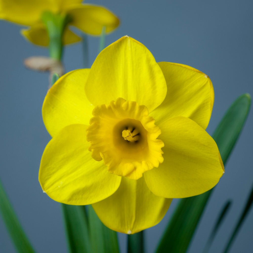 Round Oak - Special Narcissus - Fluwel