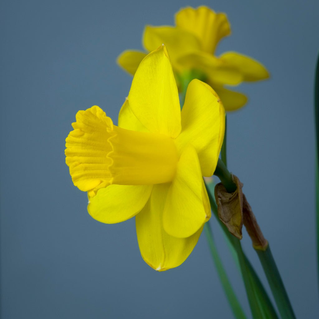 Round Oak - Special Narcissus - Fluwel