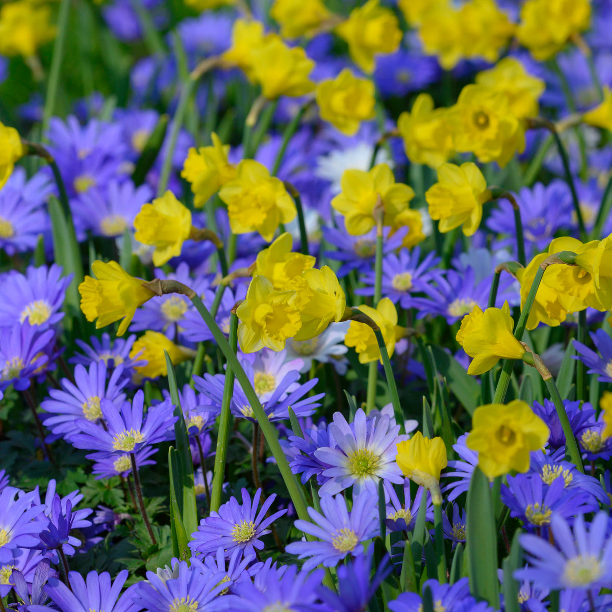 Roundita - gele narcis - Fluwel