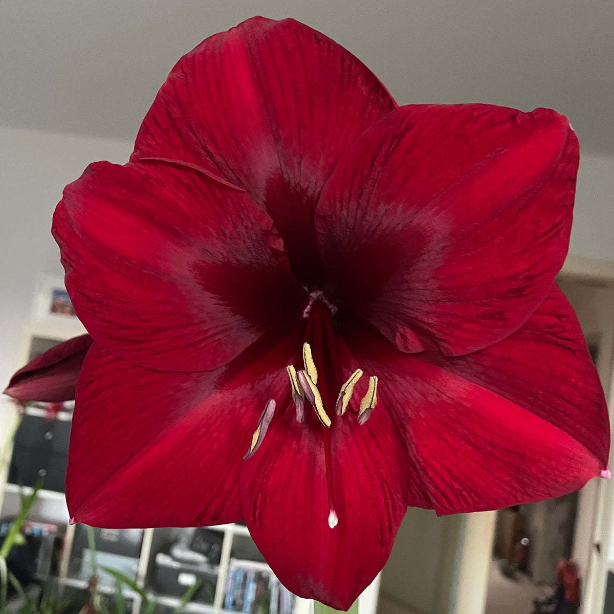 Royal Velvet - Special Amaryllis - Fluwel