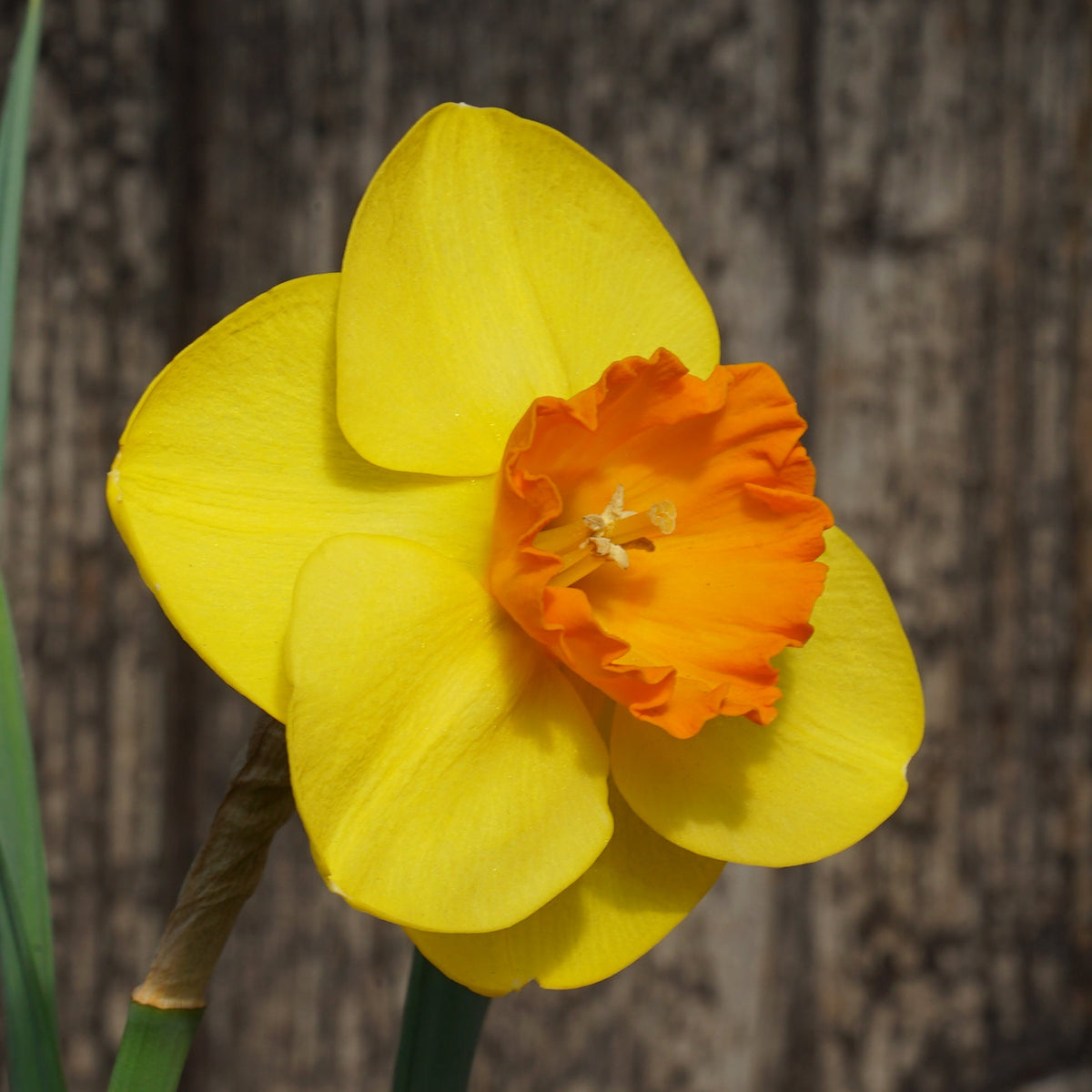 Rusty Doodle - Special Narcissus - Fluwel