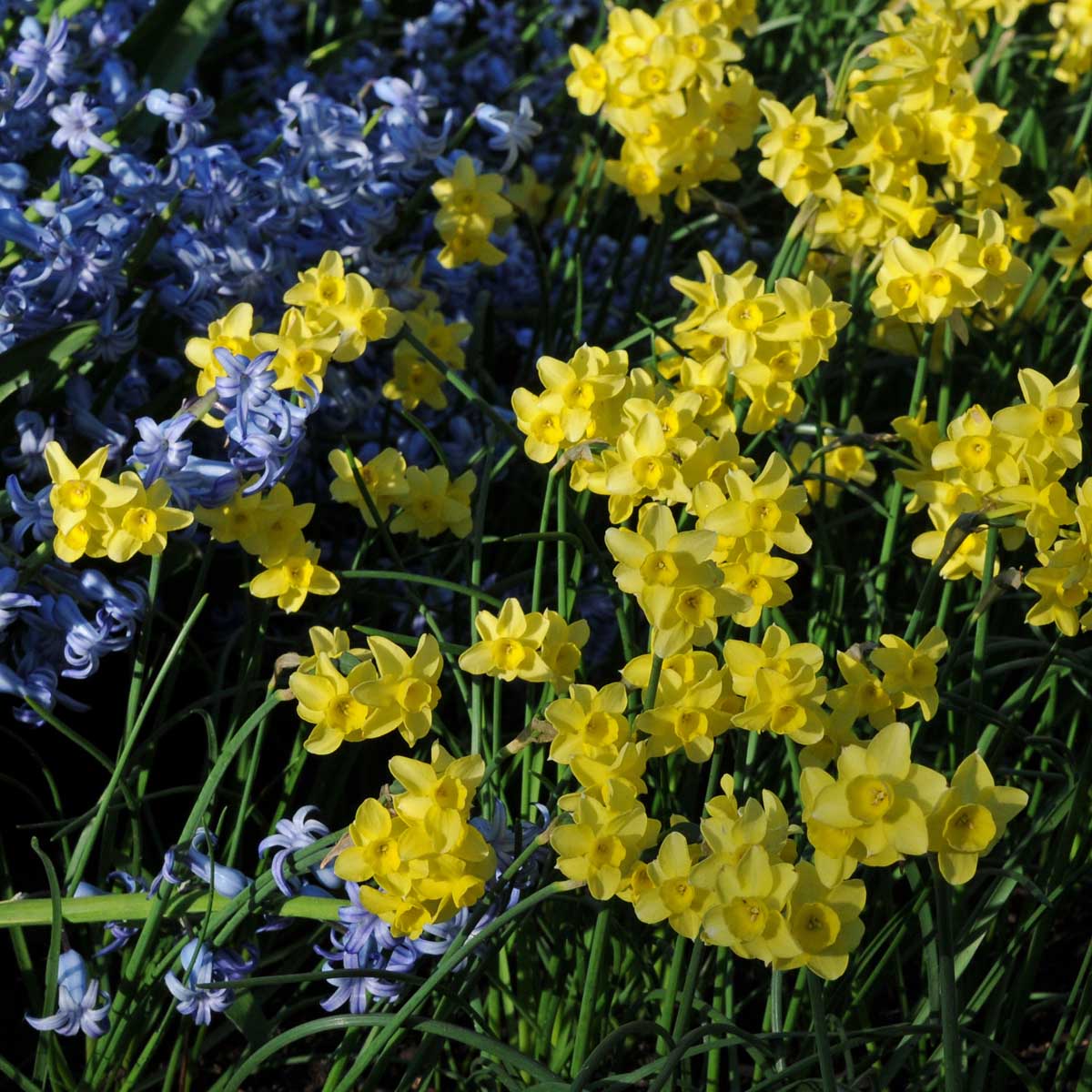 Sabrosa - Narcissus - Fluwel