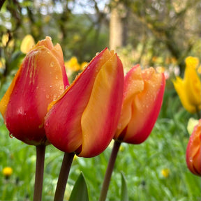 Salmon Lalibela - Tulips - Fluwel