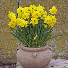 Say Cheese - Narcissus - Fluwel