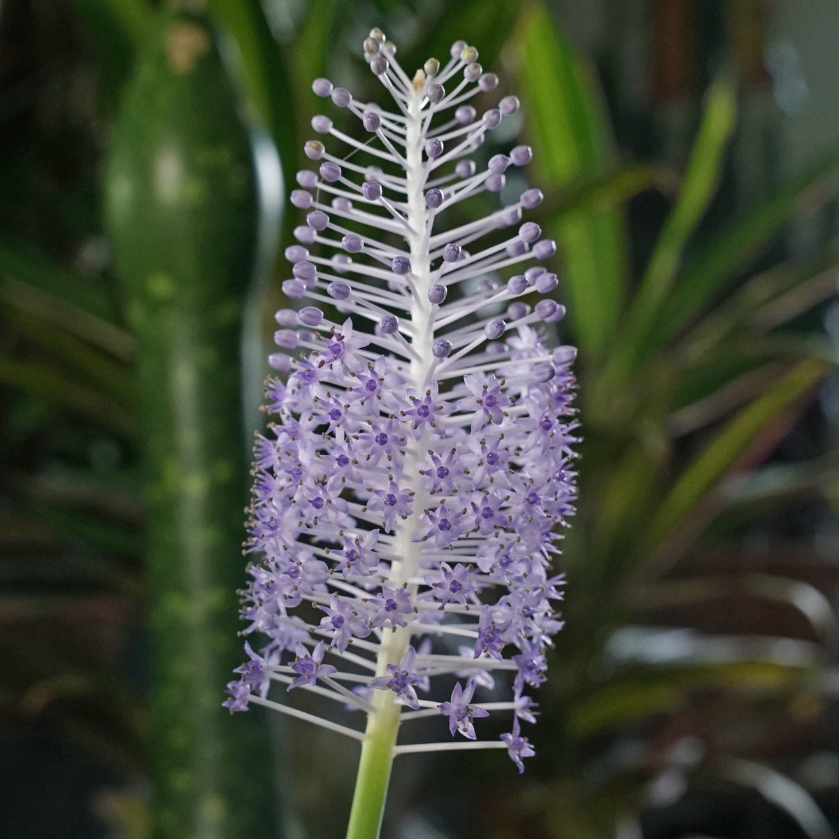 Scilla madeirensis - lila scilla - Fluwel