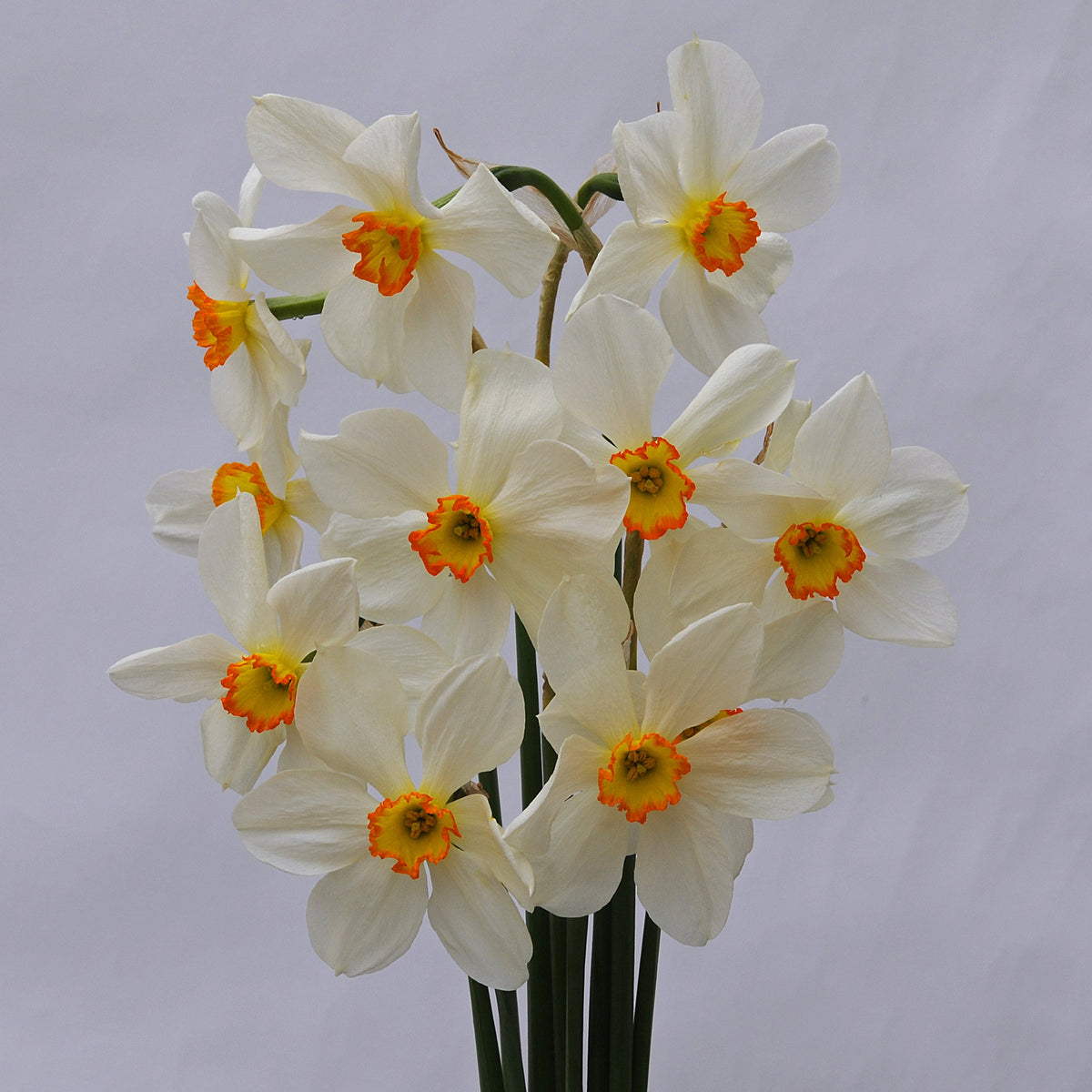 Seagull - Narcissus - Fluwel