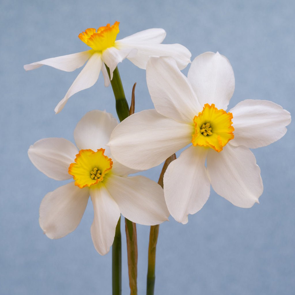 Seagull - Narcissus - Fluwel