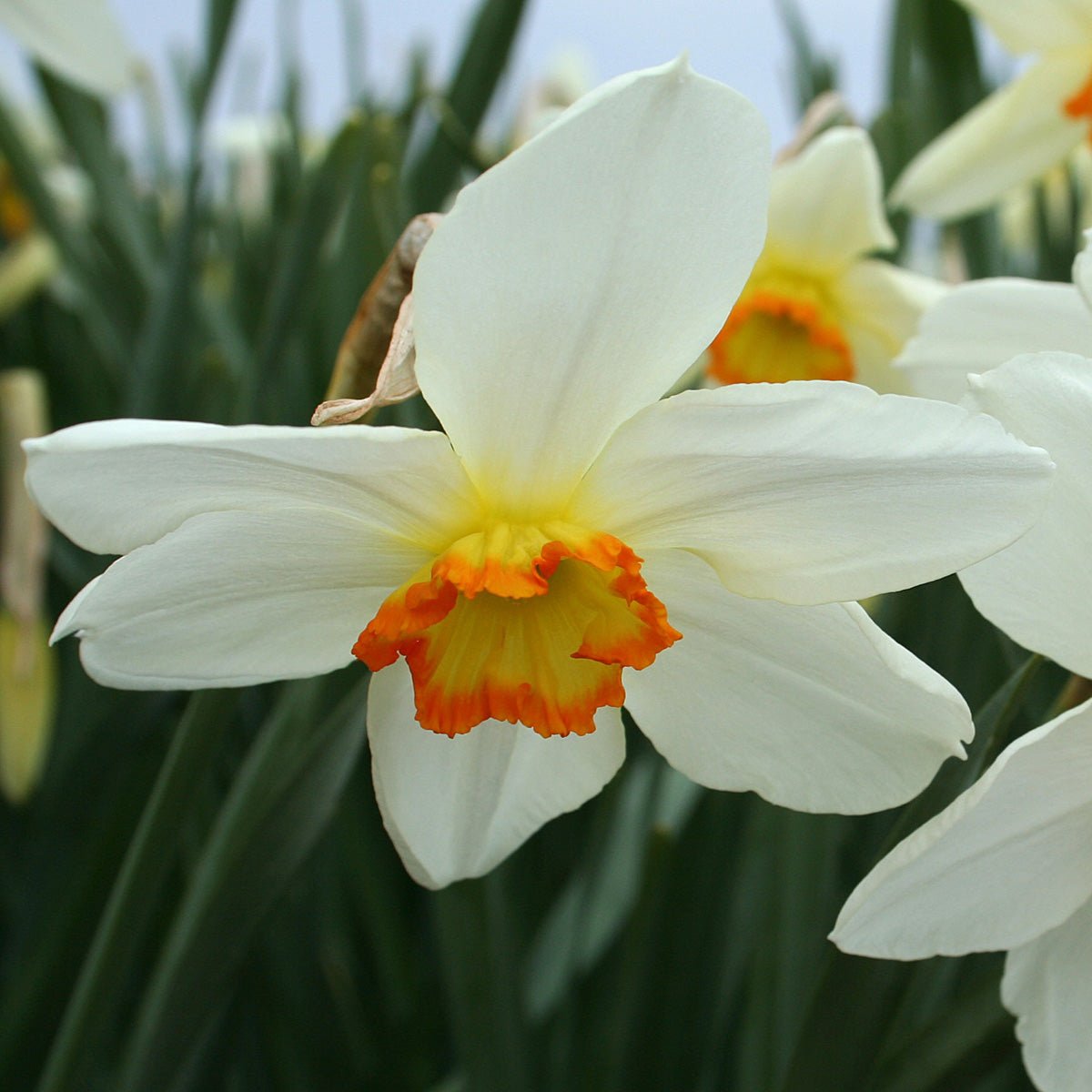 Seagull - Narcissus - Fluwel