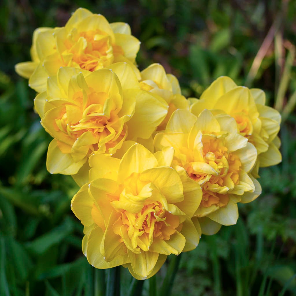 Sherborne - gele Double narcis - Fluwel