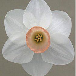 Sheskin - Special Narcissus - Fluwel