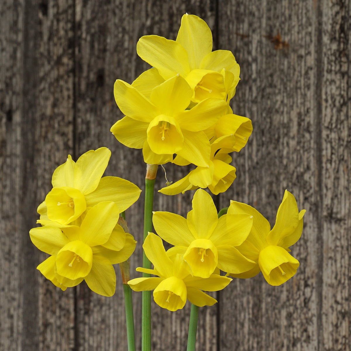 Shy Lass - Special Narcissus - Fluwel