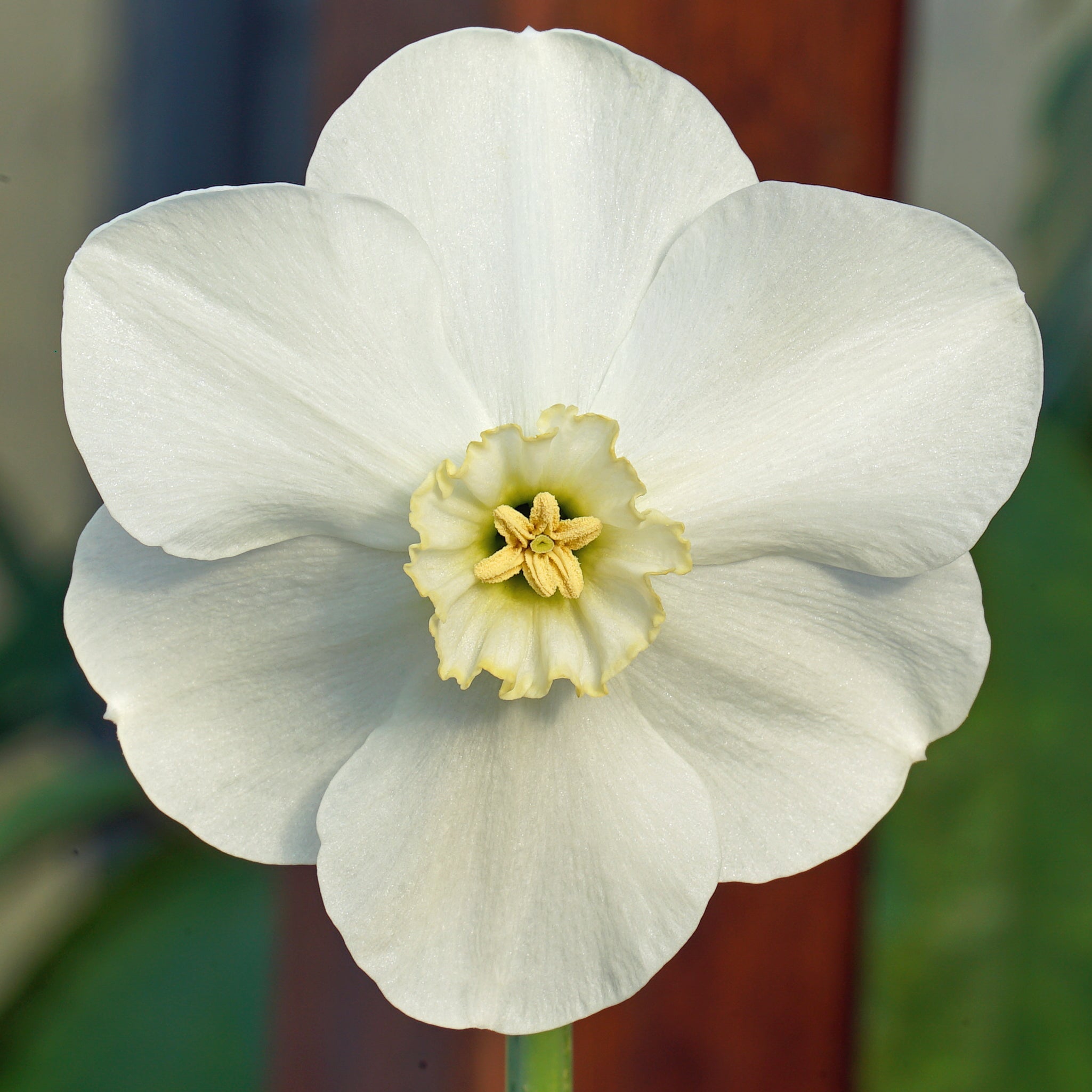 Silver Choice - Special Narcissus - Fluwel