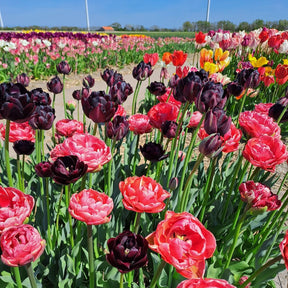 Simply Lovely - Mixes - Fluwel