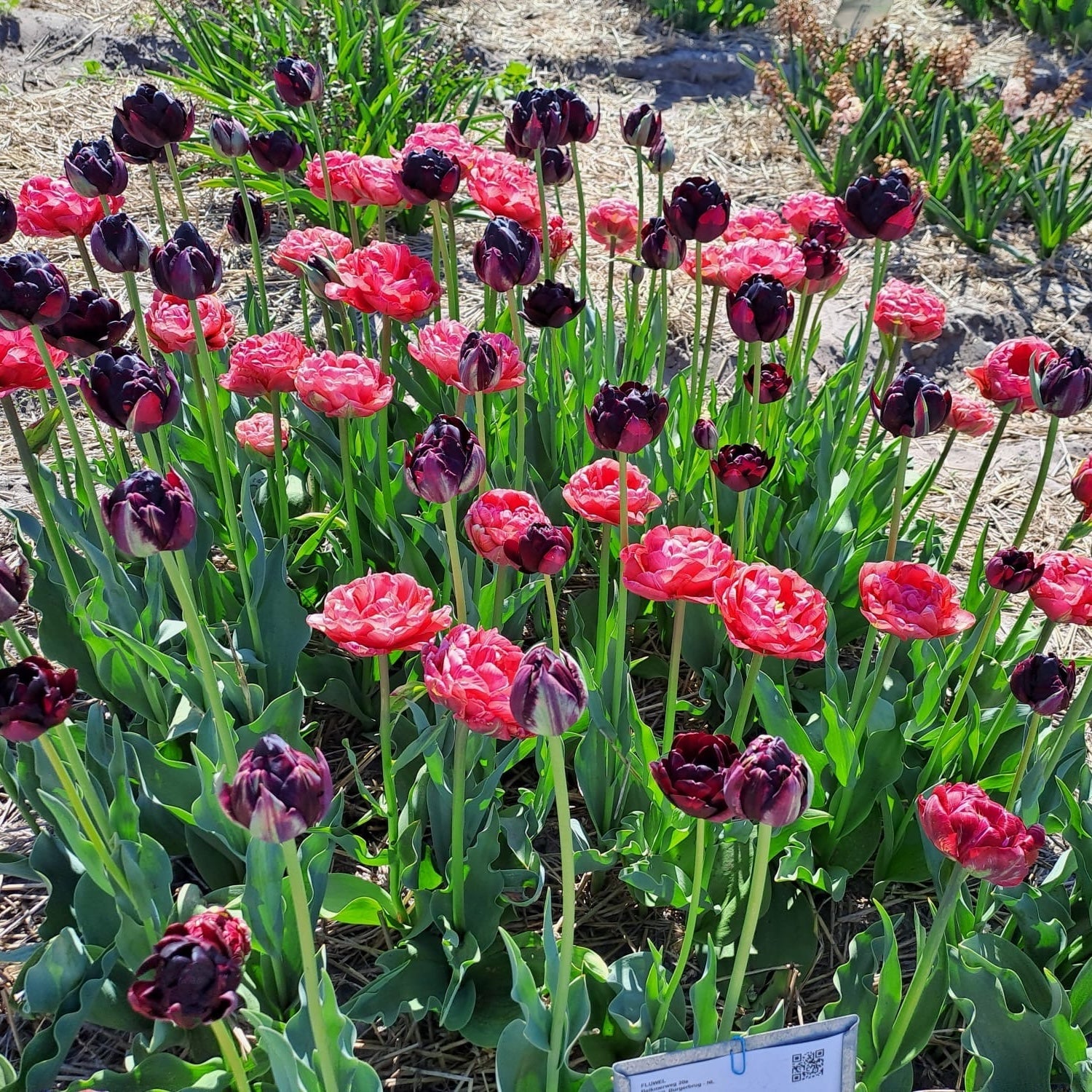 Simply Lovely - Mixes - Fluwel