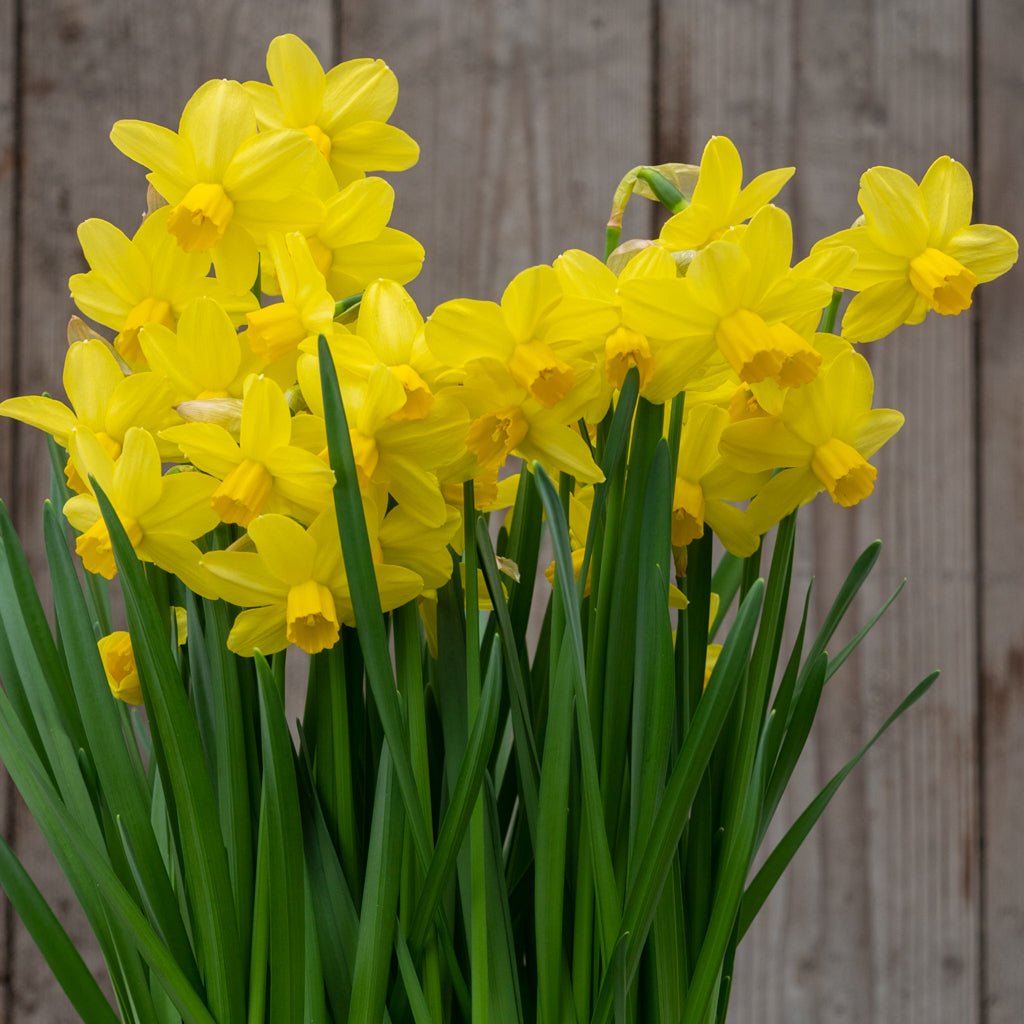 Sissy - Narcissus - Fluwel