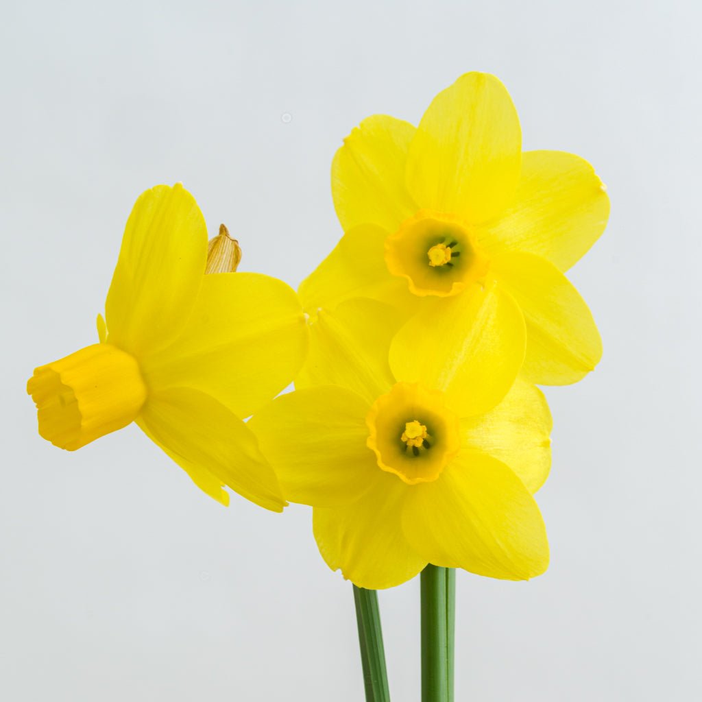 Sissy - Narcissus - Fluwel