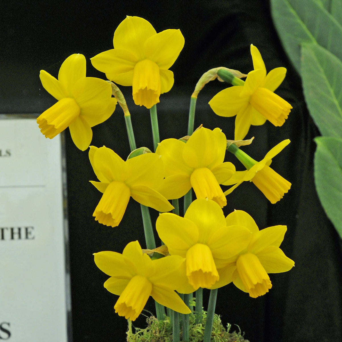 Skillywidden - Special Narcissus - Fluwel