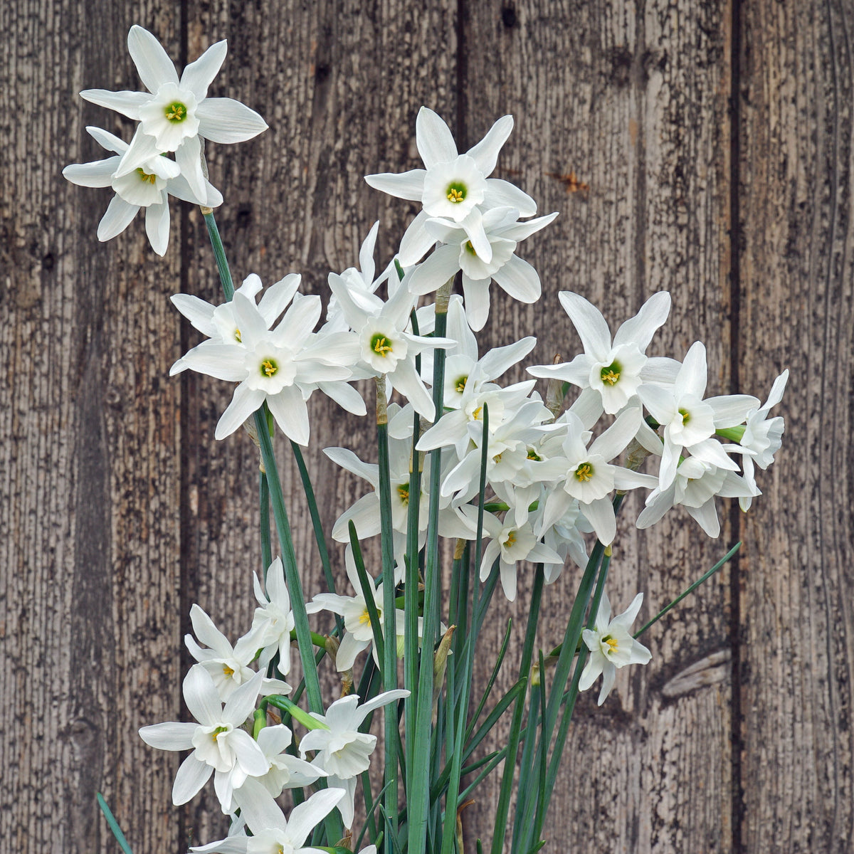 Snow Blossom - Special Narcissus - Fluwel