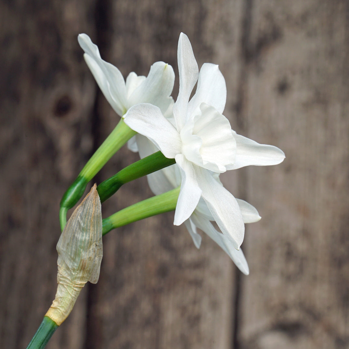 Snow Blossom - witte narcis - Fluwel