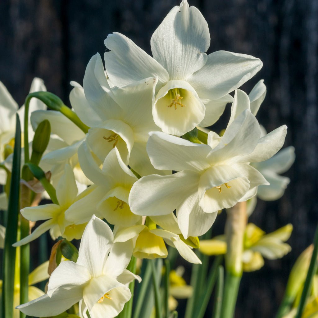 Sol Sister - Special Narcissus - Fluwel