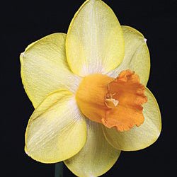 Solera - Special Narcissus - Fluwel