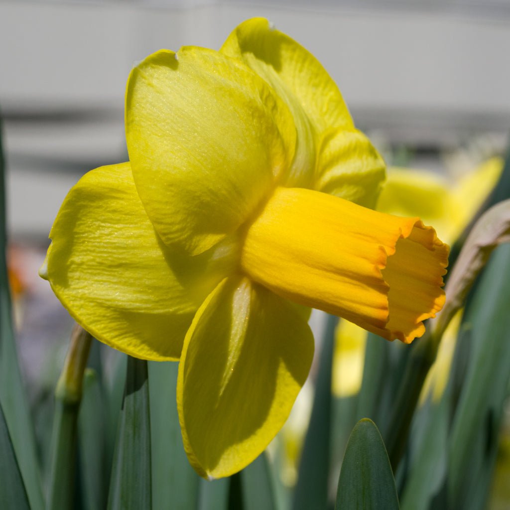 Solera - geel-roze Large-cupped narcis - Fluwel
