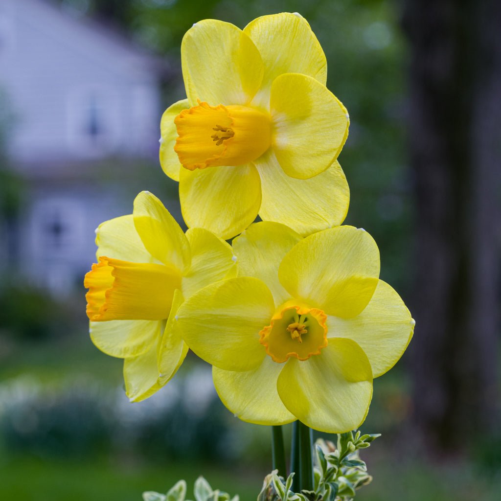 Solera - geel-roze Large-cupped narcis - Fluwel