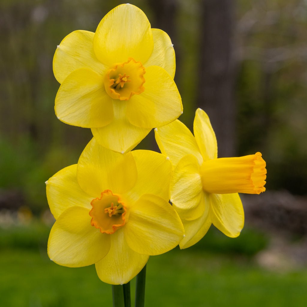 Solera - Special Narcissus - Fluwel