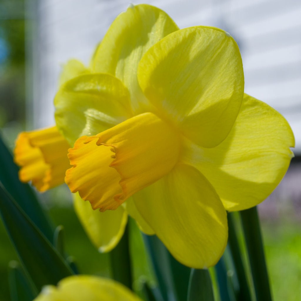 Solera - geel-roze Large-cupped narcis - Fluwel