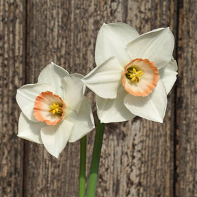 Songket - Special Narcissus - Fluwel
