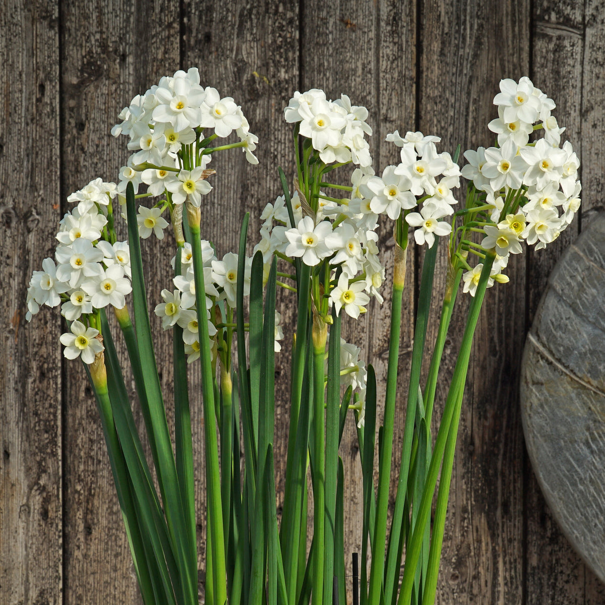 Sparkling Beauty - witte Tazetta narcis - Fluwel