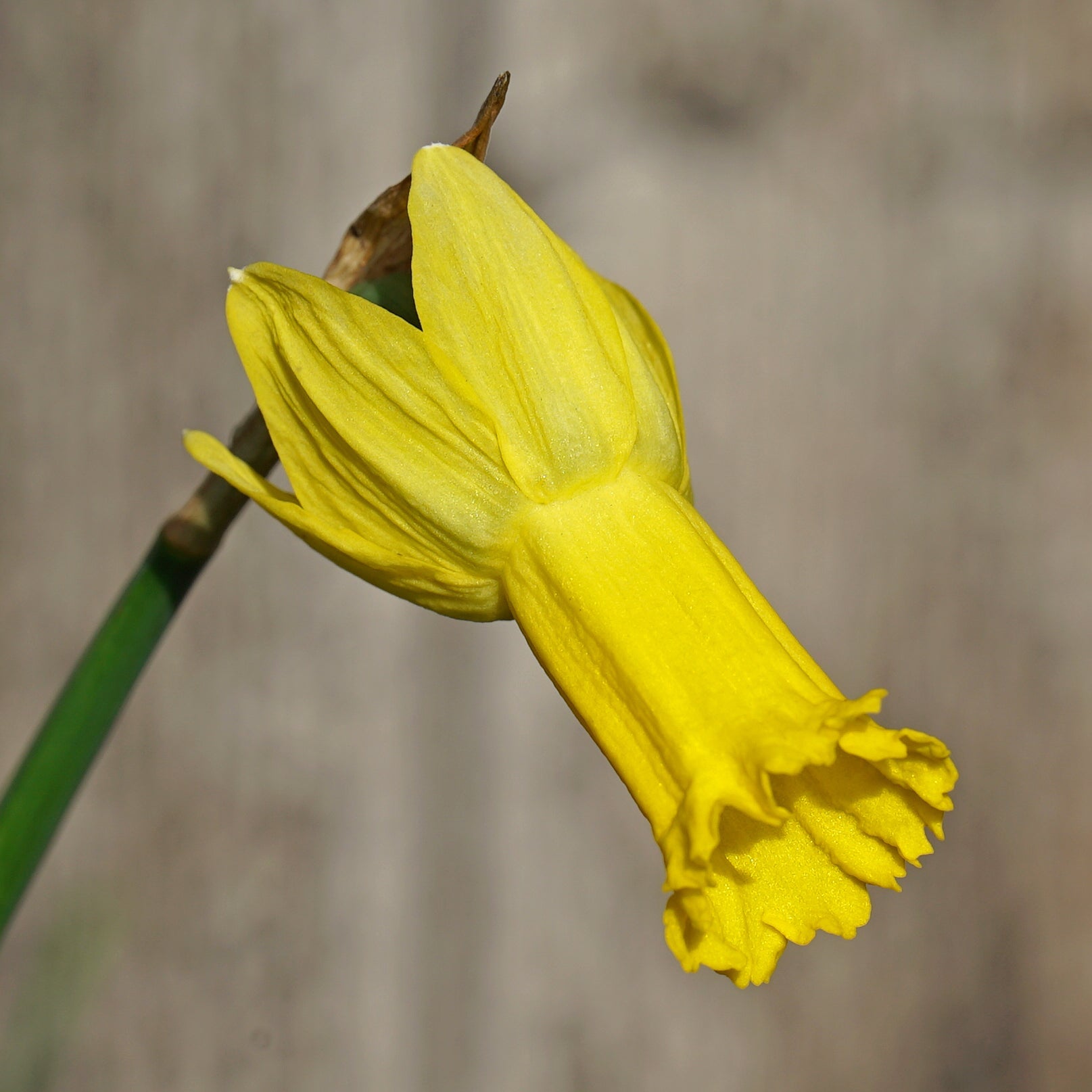 Spring Petals - Special Narcissus - Fluwel