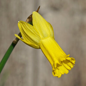 Spring Petals - Special Narcissus - Fluwel