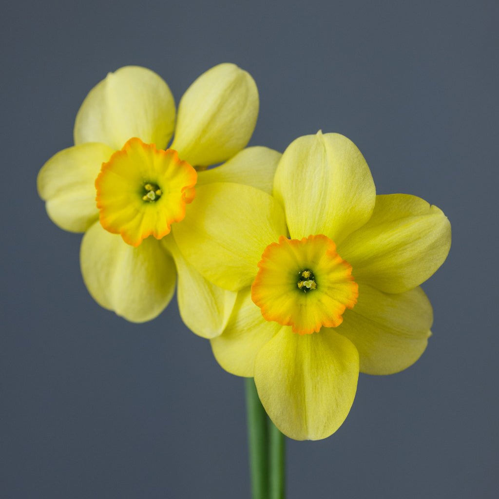 Stafford - Special Narcissus - Fluwel