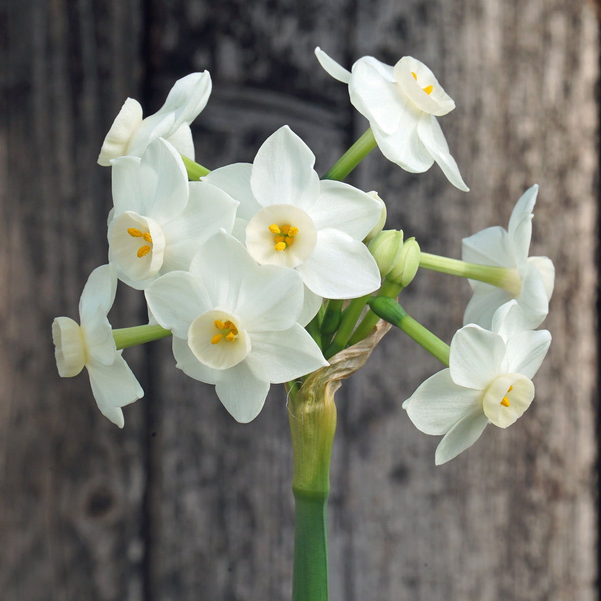 Starry Night - witte Tazetta narcis - Fluwel