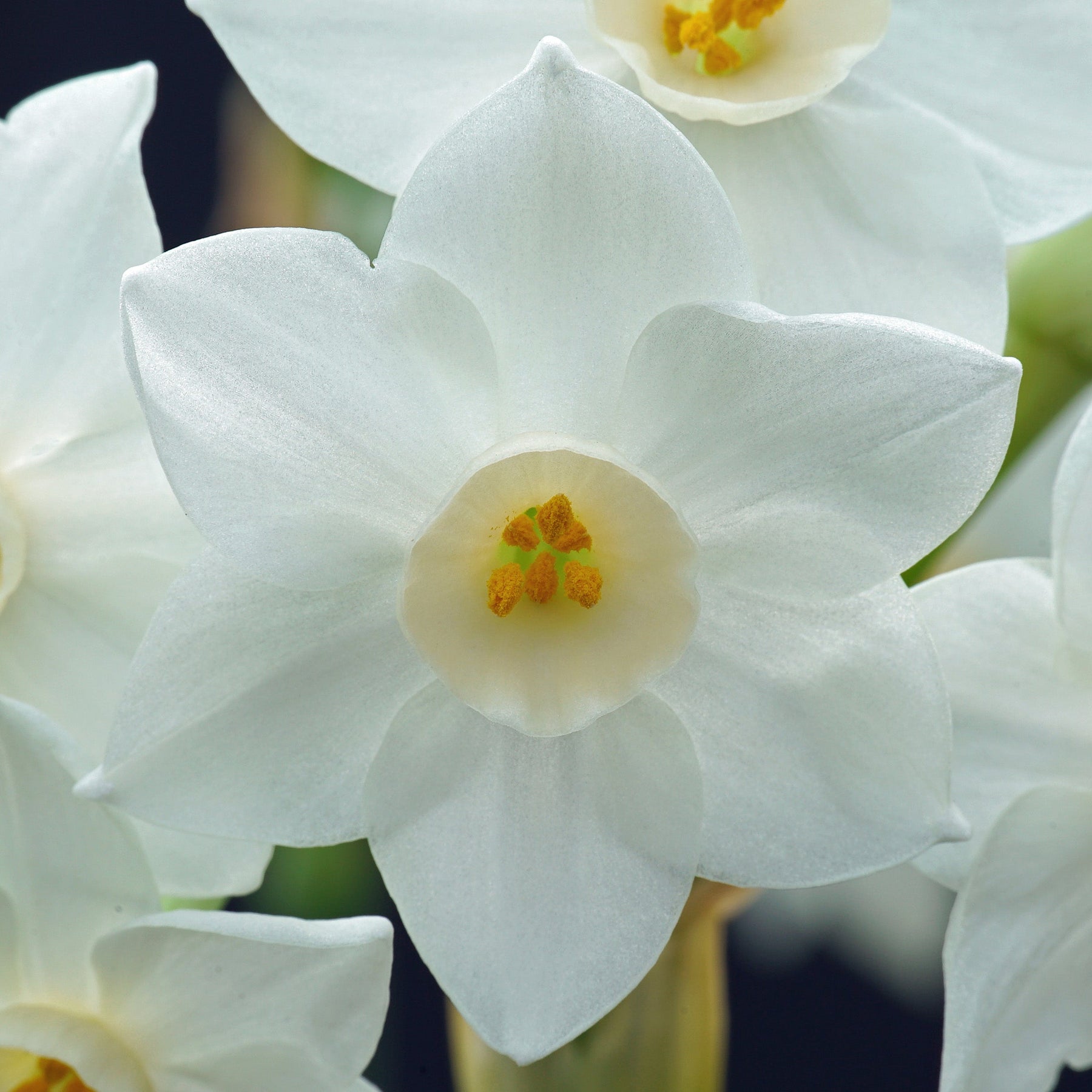 Starry Night - Special Narcissus - Fluwel