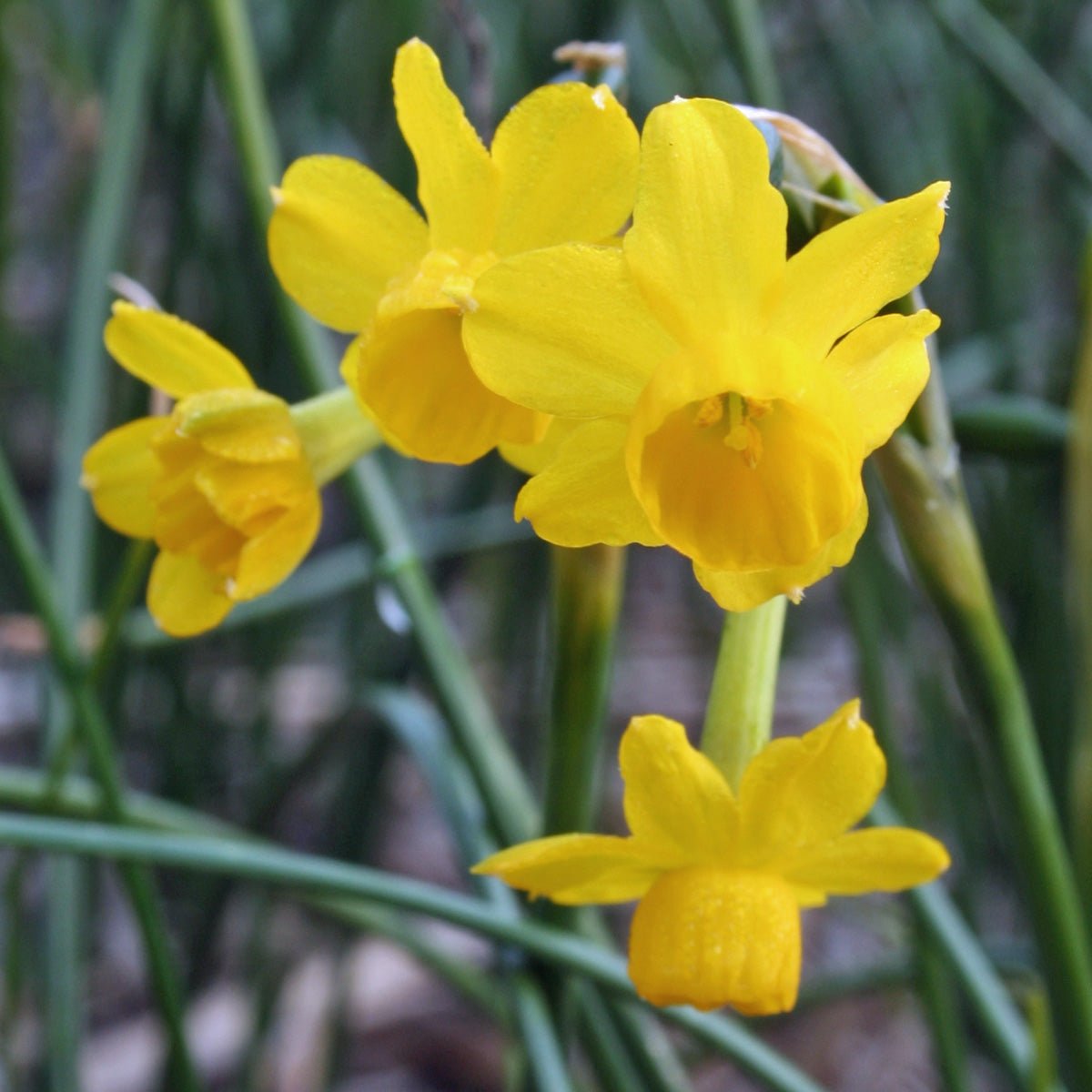 Stocken - Special Narcissus - Fluwel