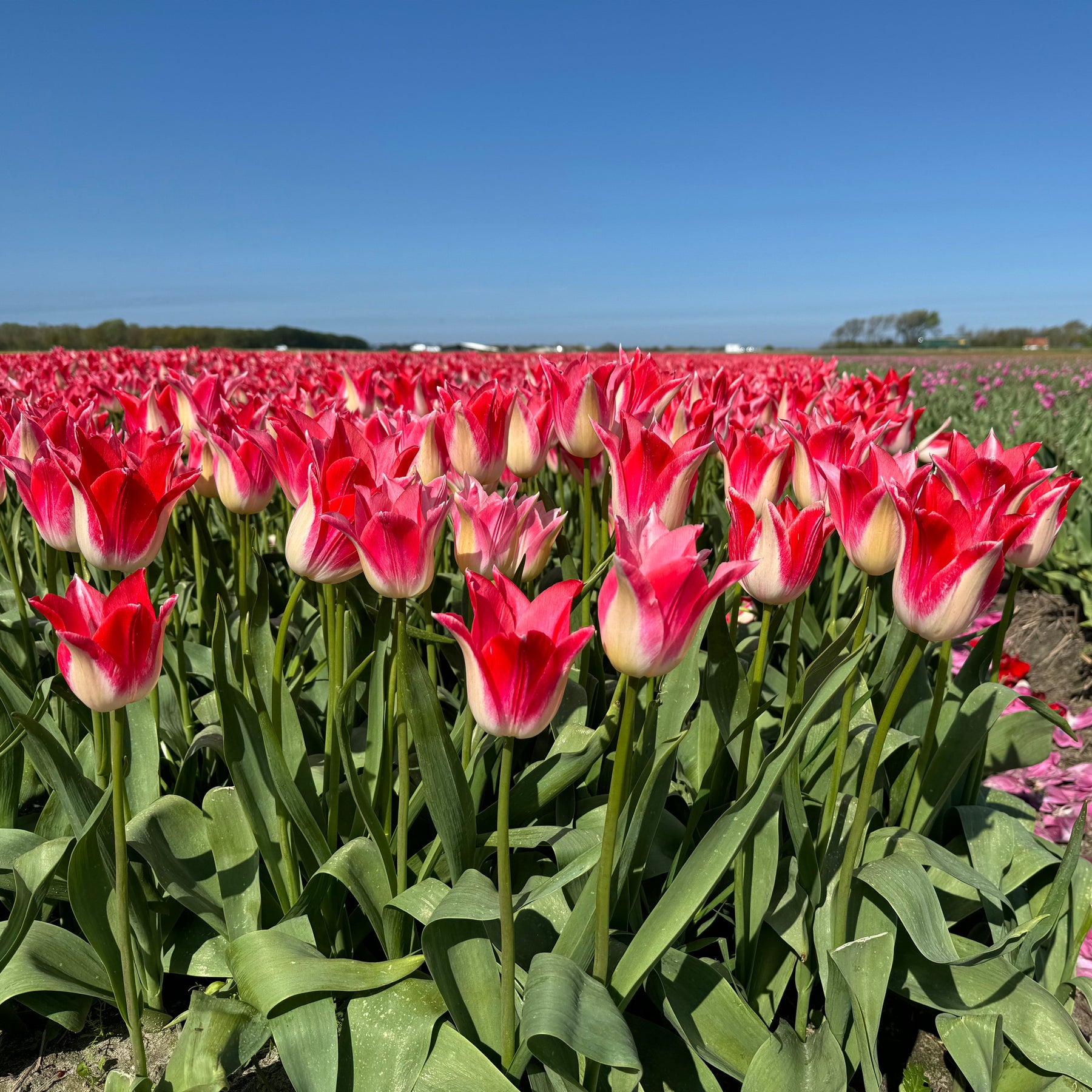 Strawberry Romanoff - Tulips - Fluwel