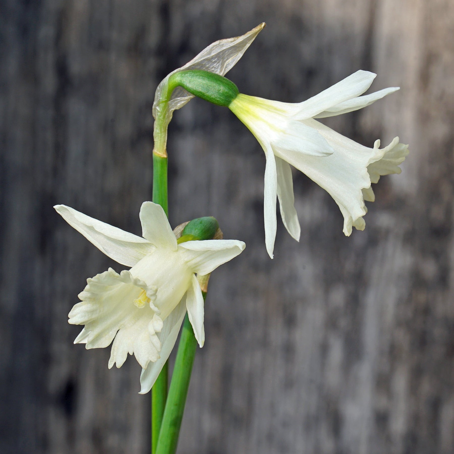 Sugared Fruit - Special Narcissus - Fluwel
