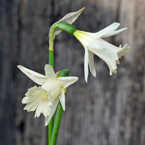 Sugared Fruit - Special Narcissus - Fluwel