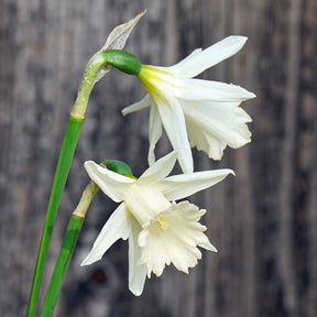 Sugared Fruit - Special Narcissus - Fluwel