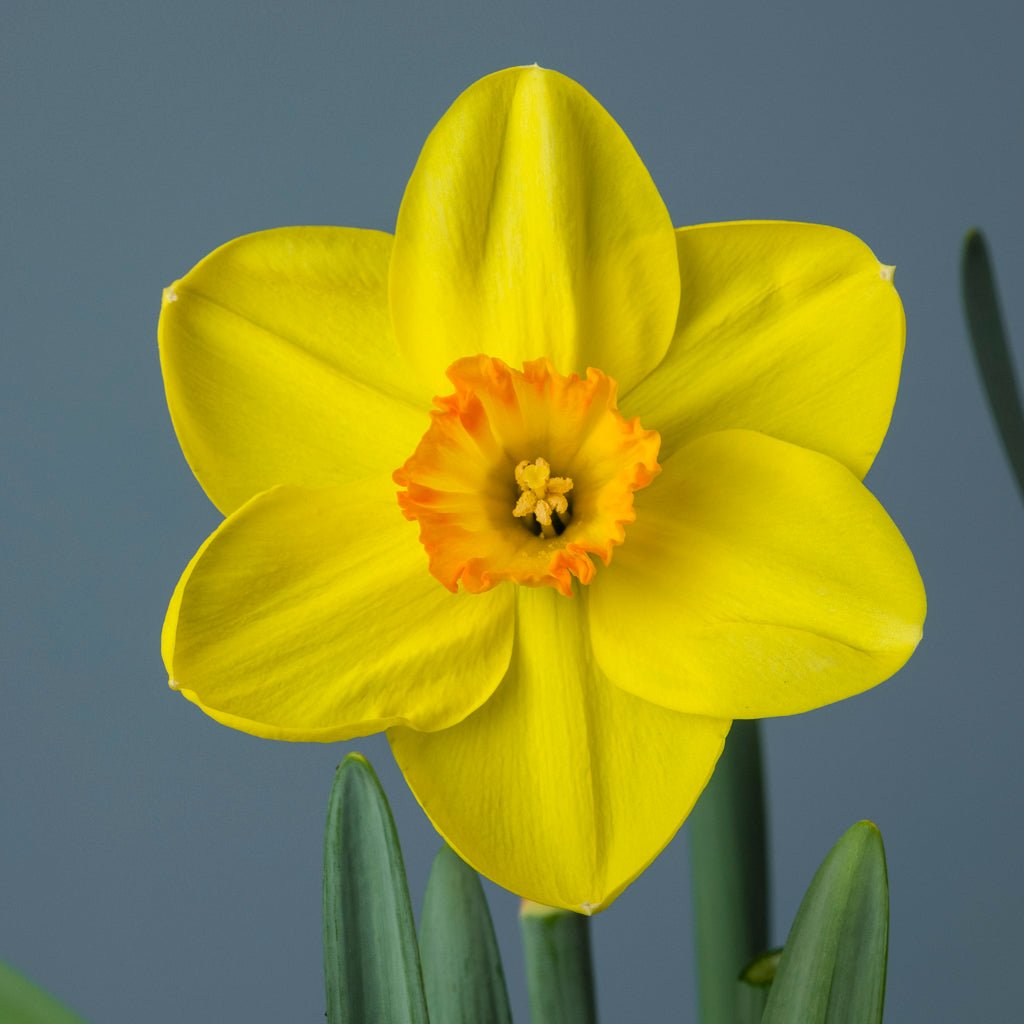 Sun Bronze - geel-oranje Large-cupped narcis - Fluwel
