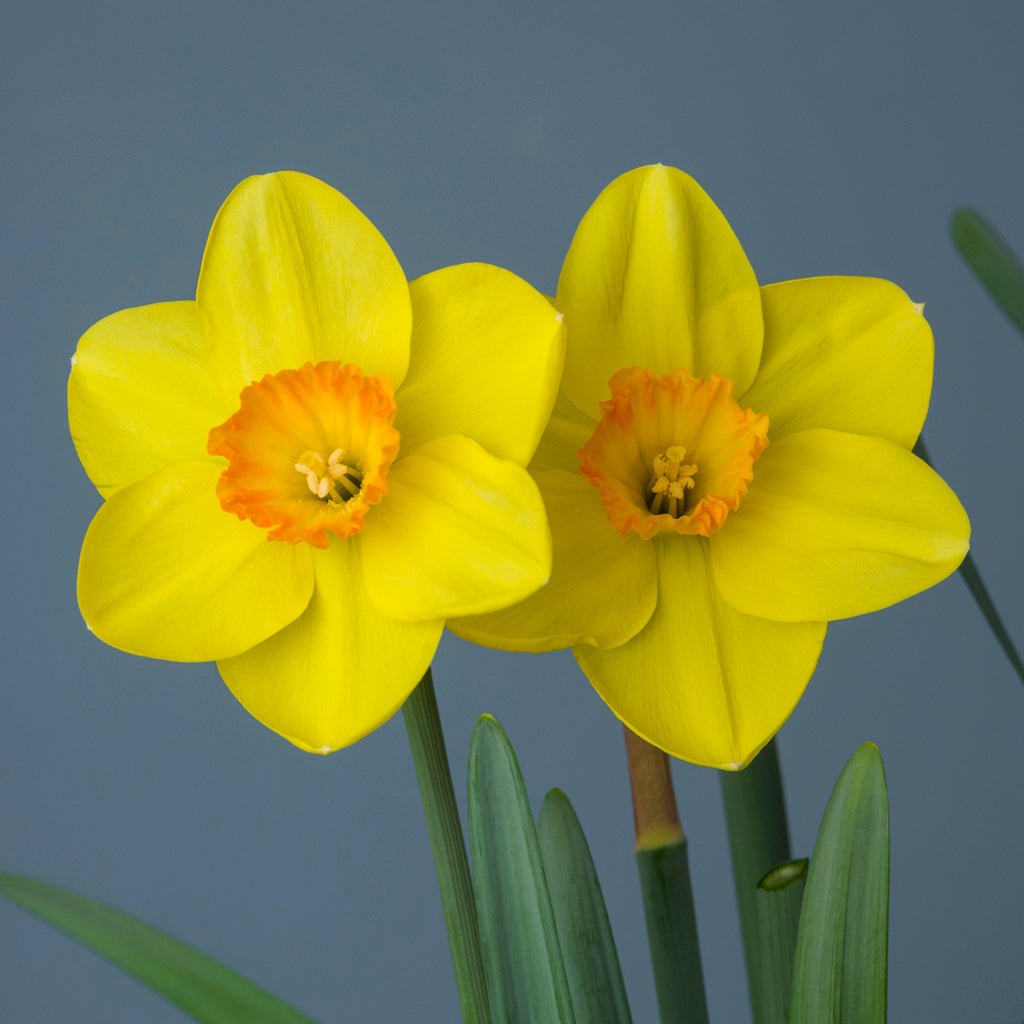 Sun Bronze - geel-oranje Large-cupped narcis - Fluwel