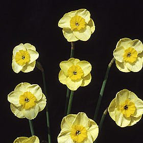 Sun Disc - Special Narcissus - Fluwel