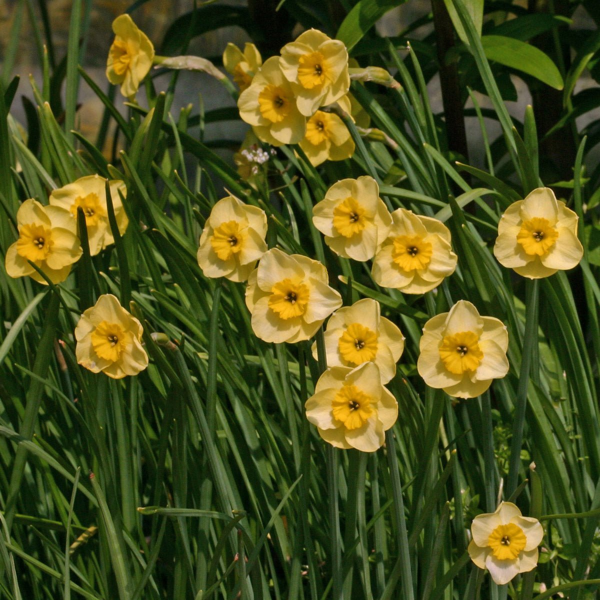 Sun Disc - Special Narcissus - Fluwel
