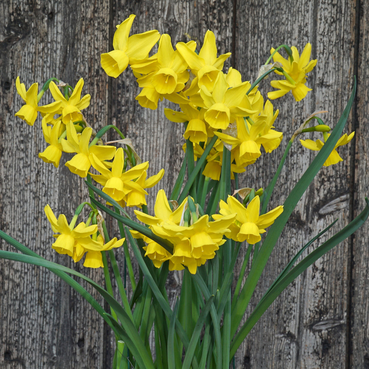 Sun Sisters - gele Triandrus narcis - Fluwel