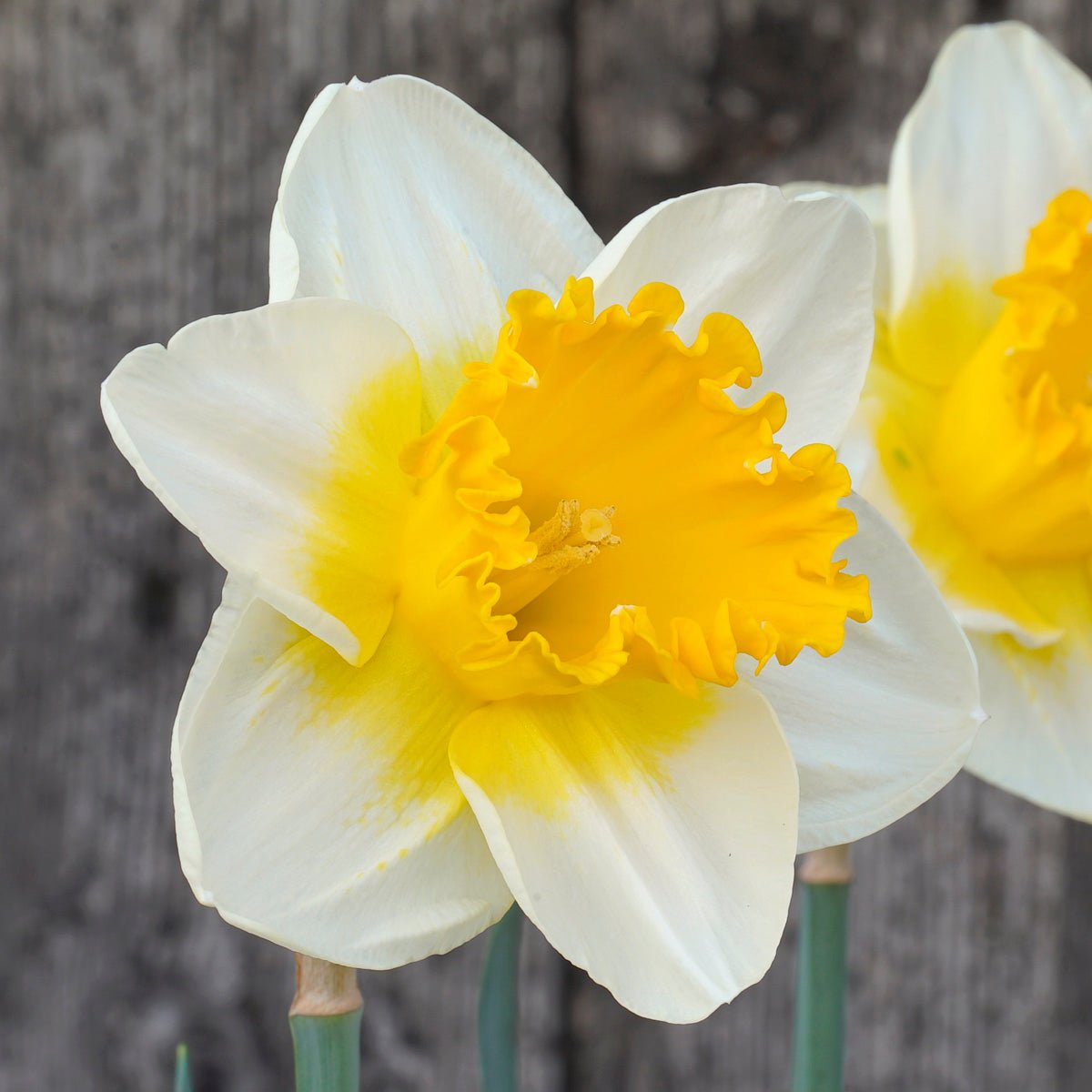 SunDazed - Special Narcissus - Fluwel