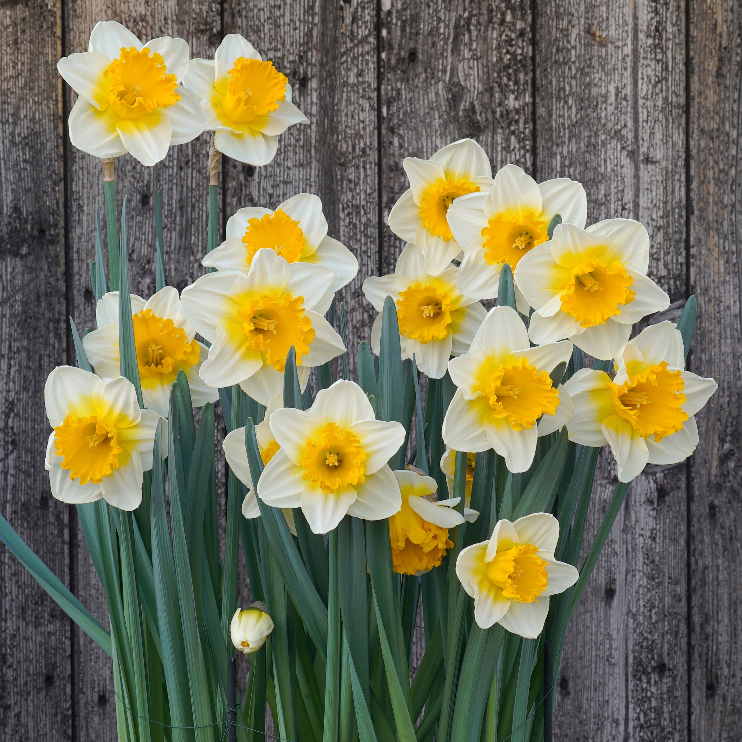 SunDazed - Special Narcissus - Fluwel