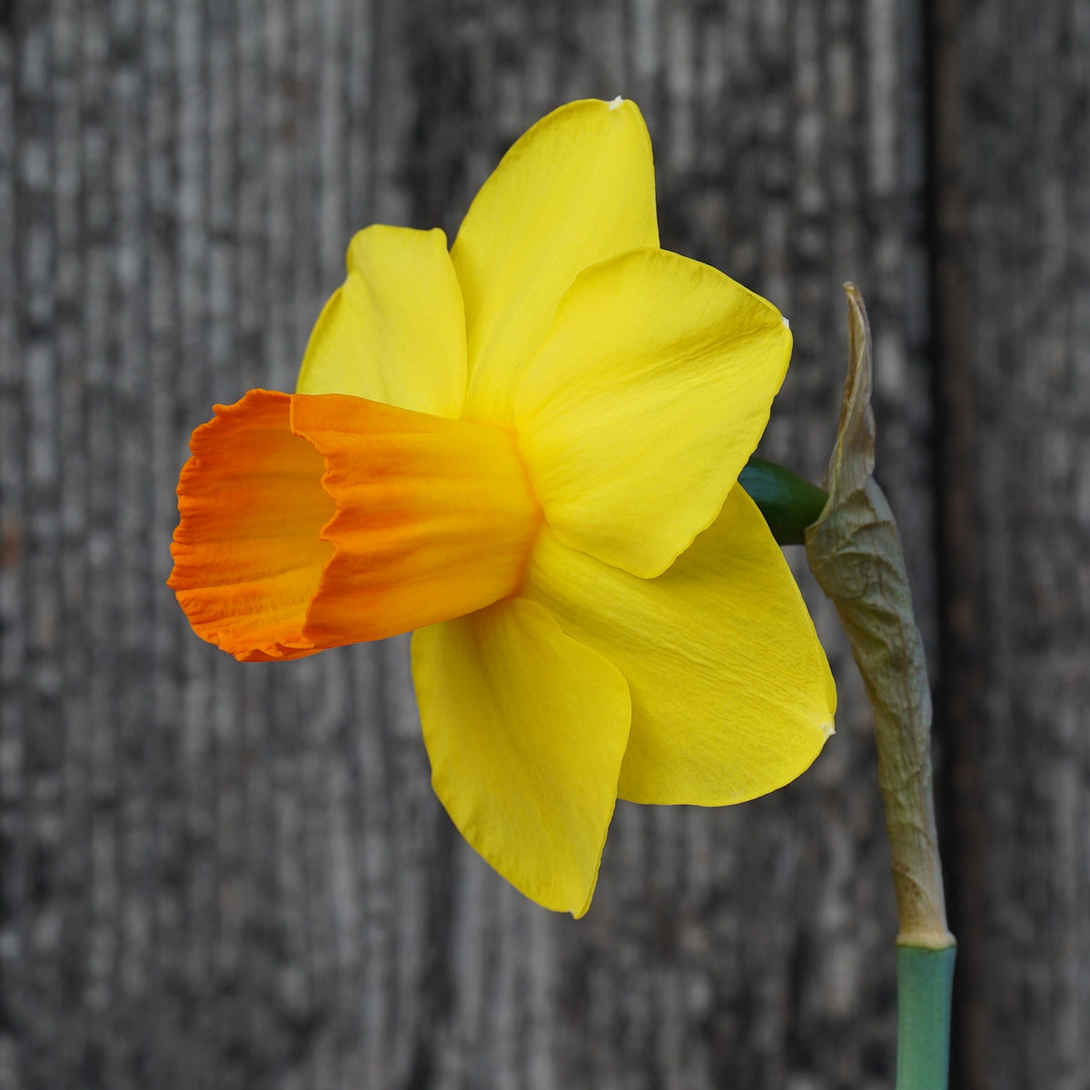 Sunny Choice - geel-oranje Jonquilla narcis - Fluwel